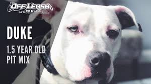 Training in the upper west side, hell's kitchen, midtown, upper simple, let's get training together! Dog Trainer Manhattan Obedience Training 646 741 0202