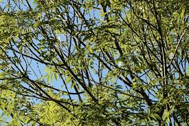 35 corporate dr, bridgeport, ct 06611. 1 Affordable Tree Service In Fairfield Ct Free Tree Removal Quotes