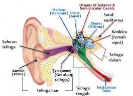 Tuliskan secara skematis mekanisme pendengaran! Mekanisme Pendengaran Pada Telinga Manusia Dan Perancangan Akustik Ruang By Laudita Natasha Medium