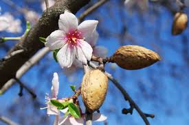 Maybe you would like to learn more about one of these? Almond Tree Insects Tips For Treating Pests On Almond Trees