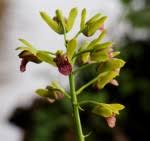 Image result for Eulophia stachyodes