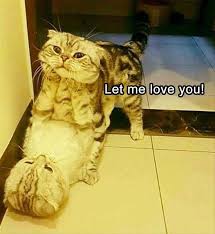 Funny Animal Picture Dump Of The Day 23 Pics Funny Animal Pictures Funny Animals Cute Funny Animals