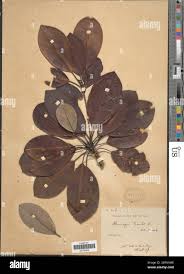 Image result for Manilkara kauki