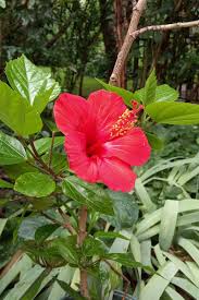 Image result for Hibiscus