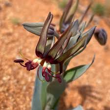 Image result for Ornithoglossum