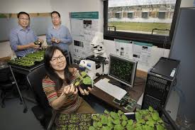 While plant stem cells initially were marketed for their technological potential, they recently have been identified as an alternative, sustainable while this technology was initially marketed as plant stem cell technology, some scientists consider this terminology confusing and not appropriate since. Plant Cells Eat Their Own Membranes And O Eurekalert