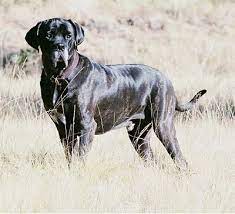 Do take note that the puppy weight chart is just an estimate. Fila Brasileiro Dog Breed Pictures 2
