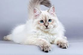 Daftar harga kucing persia himalaya terbaru juli 2019 harga kucing july 10 2019 himalaya 2 comments menjadi salah satu jenis kucing persia yang populer himalaya memiliki nilai tersendiri bagi pecinta kucing. Kucing 101 Mengenal Siberian Jenis Kucing Yang Sering Dikira Persian