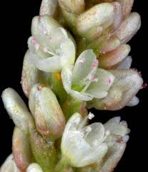 Image result for Persicaria lapathifolia