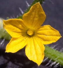 Image result for Cucumis zeyheri