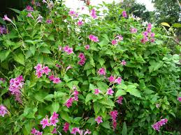 Image result for Asystasia