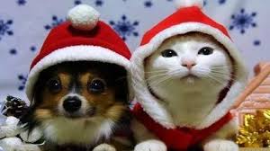 德国人是多么喜欢养宠物 知乎 christmas animals christmas cats merry christmas pictures