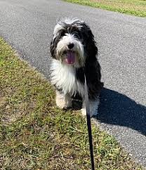All parents are health tested, ofa,cerf,dna tested for pll and ncl. Tibetan Terrier Wikipedia