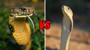 It is the world's longest venomous snake. King Cobra Vs Black Mamba Who Would Win Youtube