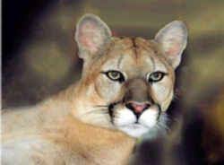 We did not find results for: Florida State Animal Florida Panther