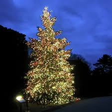 Longwood Longwoodgardens Christmas Xmas Christmastree Christmastrees Lights Blue Green Plant Plants Tree Christmas Lights Xmas Tree Christmas Tree