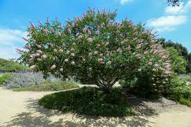 Image result for Aeschynomene bullockii