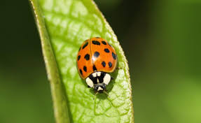 Asiatischer Marienkafer Nutzling Oder Schadling Asiatischer Marienkafer Insektenhotel Asiatisch