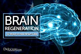 Brain Regeneration 12 Ways To Heal Brain Cells Drjockers Com Hyperbaric Oxygen Therapy Brain Health Regeneration