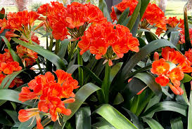 Image result for Clivia miniata