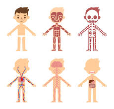 They will draw and label diagrams of body parts, skeletons, teeth, digestive systems and circulatory systems and timelines of theschoolrun offers worksheets and activity ideas for all the human body topics taught at primary school. Learning About The Body In Primary School Theschoolrun