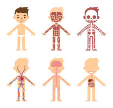Parts of the body is an essential topic when teaching english to kids / beginner students. Human Body Diagram For Kids Human Body Anatomy