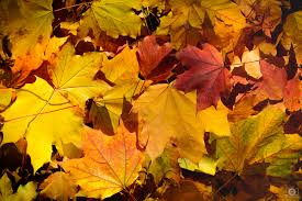 Check spelling or type a new query. Yellow Orange Autumn Leaves Background High Quality Free Backgrounds