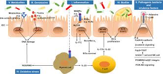 Rectal cancer is cancer that develops in cells in the rectum. Frontiers The Intestinal Microbiota And Colorectal Cancer Immunology