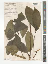 Image result for Bersama swynnertonii