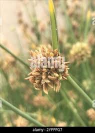 Image result for Cyperus laevigatus