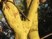 Acacia xanthophloea Fever Tree Koorsboom More o mossetlha ...