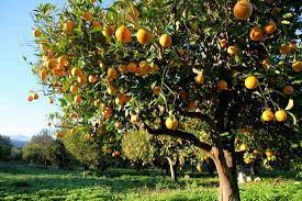 We did not find results for: Https Www Motherearthliving Com In The Garden How To Start Mini Backyard Orchard