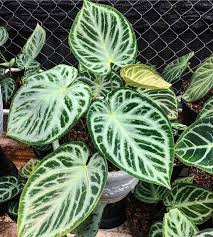 This Anthurium Has Small To Medium Leaves And Height Ship By Ems International And Attached With Phytosanitary Cer Anthurium Plant Anthurium Variegated Plants