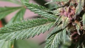 Check spelling or type a new query. Spotting Cannabis Deficiencies In Your Garden Centurionpro Solutions