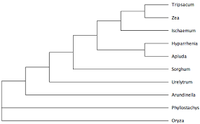 Image result for Urelytrum