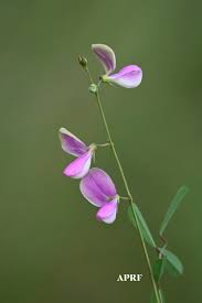 Image result for Anticharis