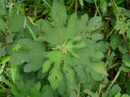 Image result for Urena lobata