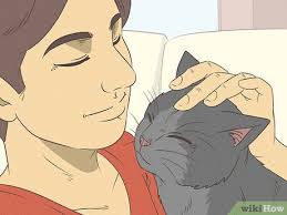 Zorgen dat een kat stopt met aan de deur te krabben: 10 stappen (met  afbeeldingen)