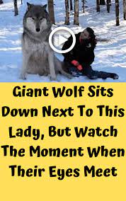 Giant Wolf Sits Down Next To This Lady But Watch The Moment When Their Eyes Meet Dog Love Cute Cats Best Dogs
