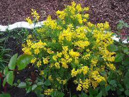 The following photos will allow you to identify yellow and orange flowering plants. What Is This Yellow Flowering Mounded Plant Gardening Landscaping Stack Exchange