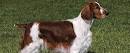 Welsh Springer Spaniel Puppies for Sale from Reputable Dog ...
