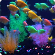 How to test the glow stone. Home Glofish