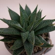 Image result for Haworthia limifolia