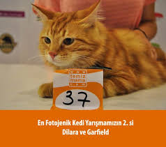 Kedi2 Jpg 640 568 Kedi