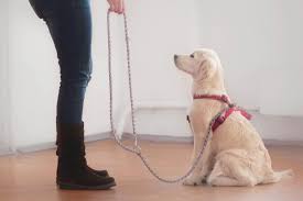 Does the dog bark during the day while your neighbor is out of the apartment? How To Stop Dog Barking In Your Apartment Rent Com Blog