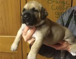 Maybe you would like to learn more about one of these? Stunning South African Boerboel Puppies Cape Town Free Classifieds In South Africa