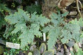 Image result for Selaginella vogelii