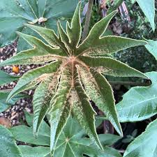 Image result for Tetrapanax