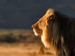 Male Lion Wallpapers Fun Animals Wiki Videos Pictures Stories Lion Images Lion Hd Wallpaper Cute Wild Animals