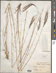 Image result for Diheteropogon filifolius